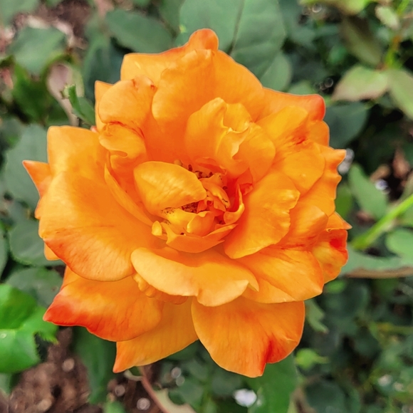 Unlisted Item- Live Show Bulk Listing - Picture 1 of 1